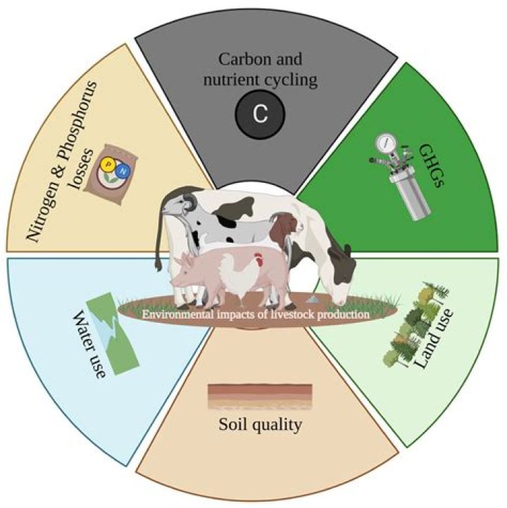 Ultimate Guide to Organic Feed BDO for Enhanced Livestock Nutrition