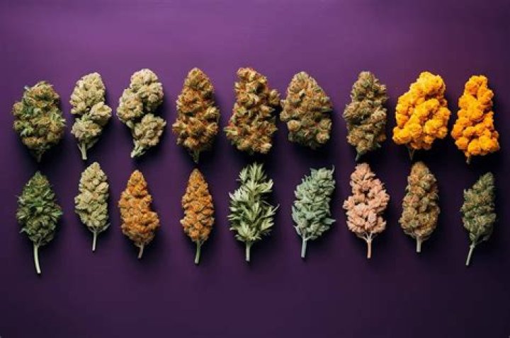 Unveiling the Top Shelf: Discover the Best Cannabis Strains for 2024
